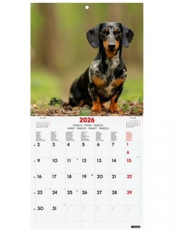 CALENDARIO (2026) FINOCAM INTERNACIONAL PARED IMAG