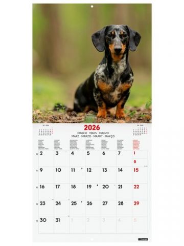 CALENDARIO (2026) FINOCAM INTERNACIONAL PARED IMAG